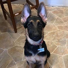 Image 9 of a pet wearing TagsForHope tag
