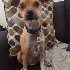 Image 10 of a pet wearing TagsForHope tag