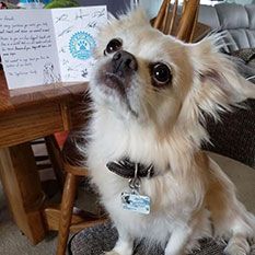 Image 2 of a pet wearing TagsForHope tag