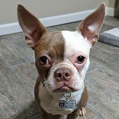 Image 4 of a pet wearing TagsForHope tag