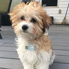 Image 6 of a pet wearing TagsForHope tag