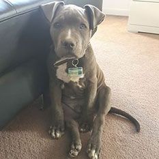 Image 7 of a pet wearing TagsForHope tag