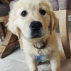 Tagsforhope Personalized Pet Id Tags For Dogs Cats