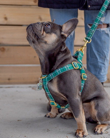 Harnesses TagsforHope Official Store Your Pet Accessories