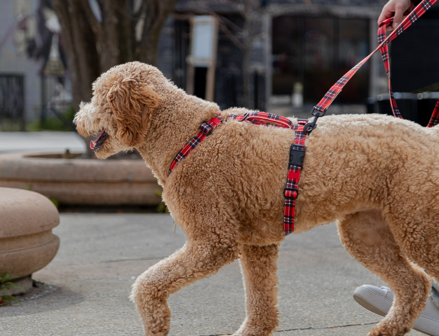 Dog harness tags top