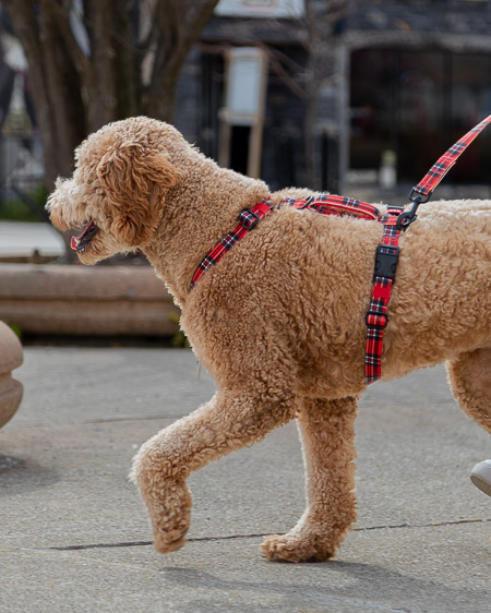Where to put dog tag on harness sale