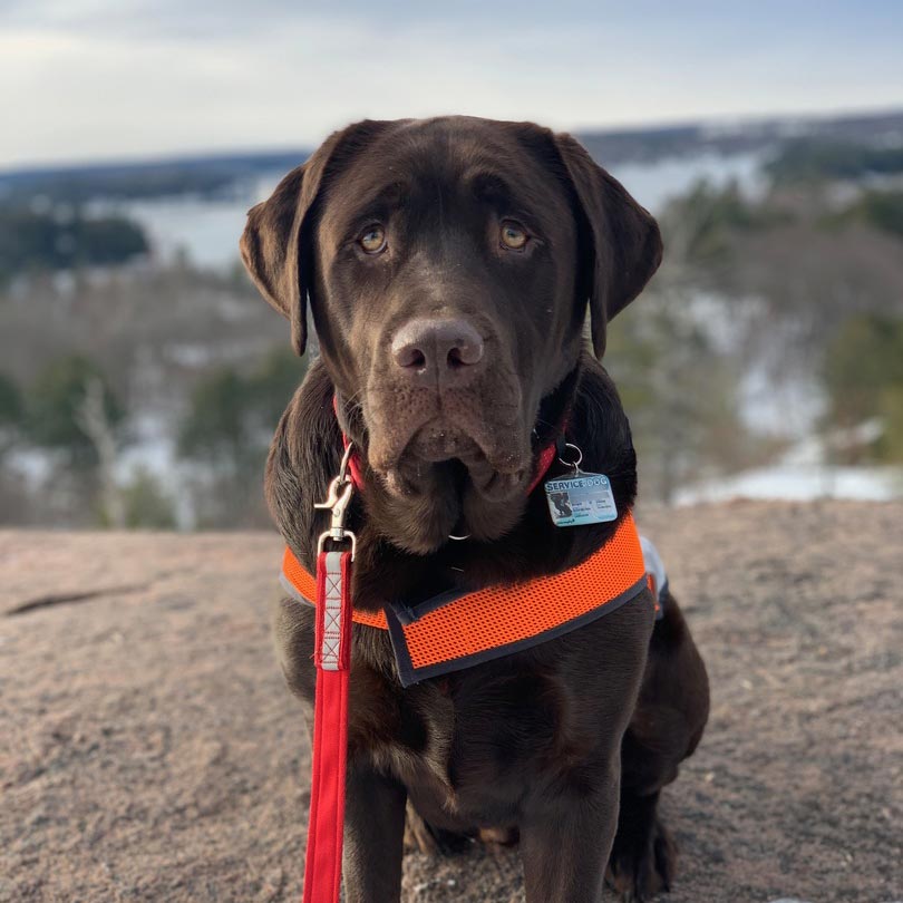 Image of a dog showing off TagsforHope products