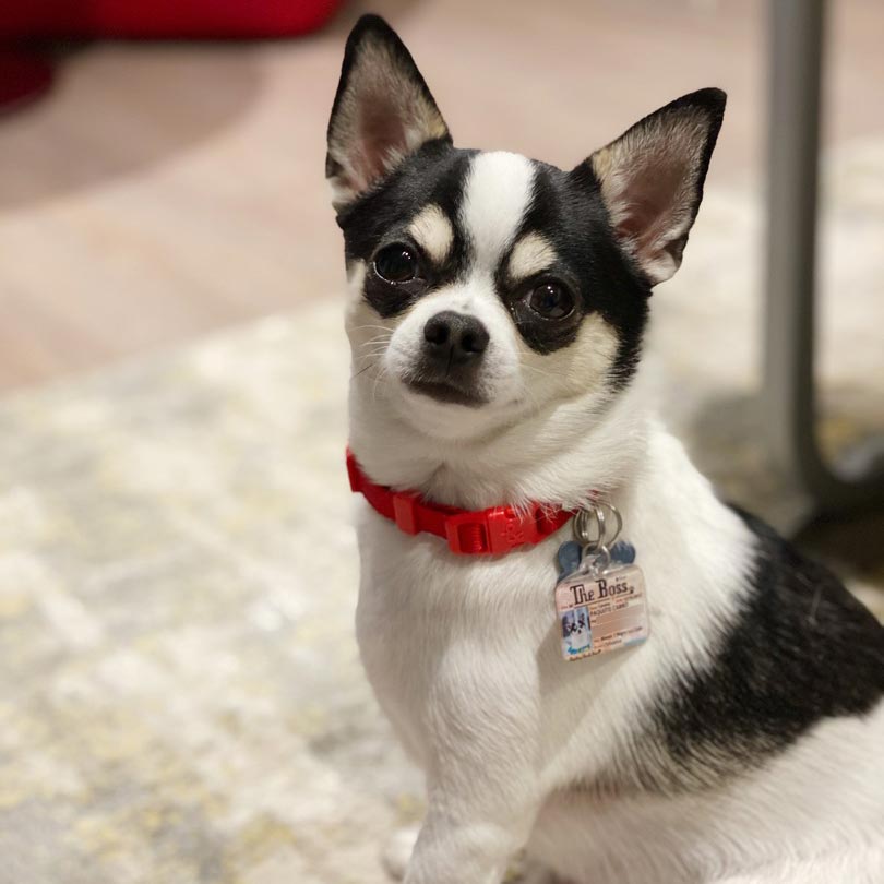 Image of a dog showing off Tagsforhope products