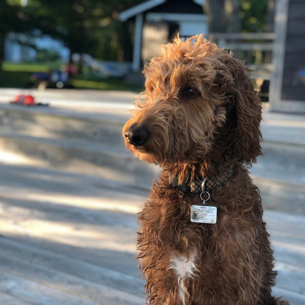 Image of a dog showing off TagsforHope products