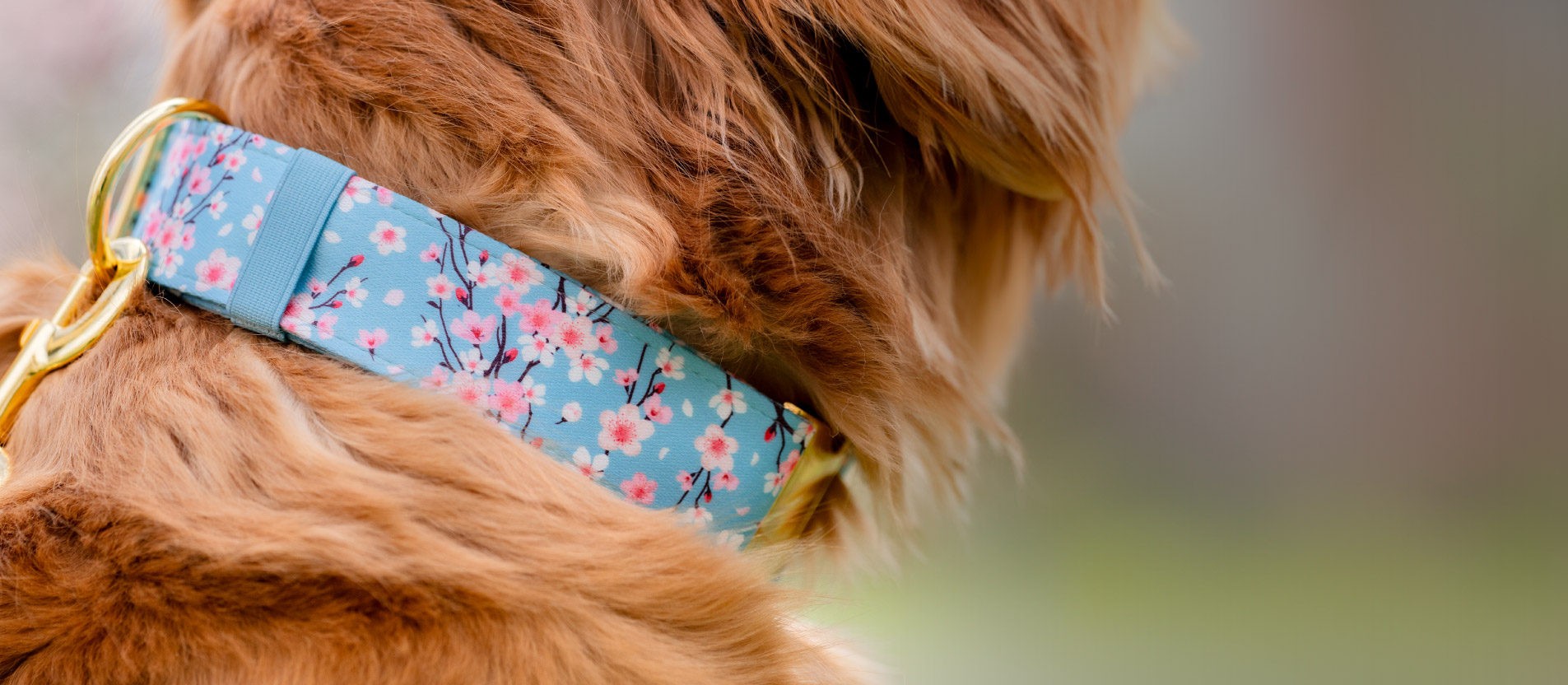 Black Friday 2025 collar and leash collection