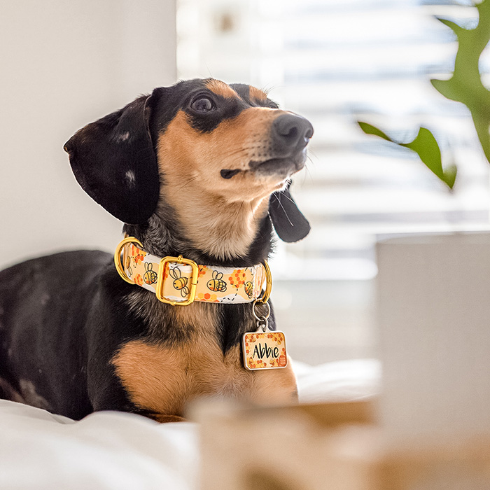 Dragon Dreamland Purple - Dog Collar