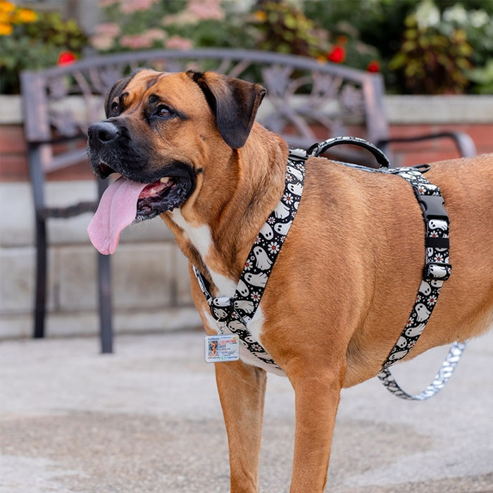 Midnight Moths - Motion™ Harness