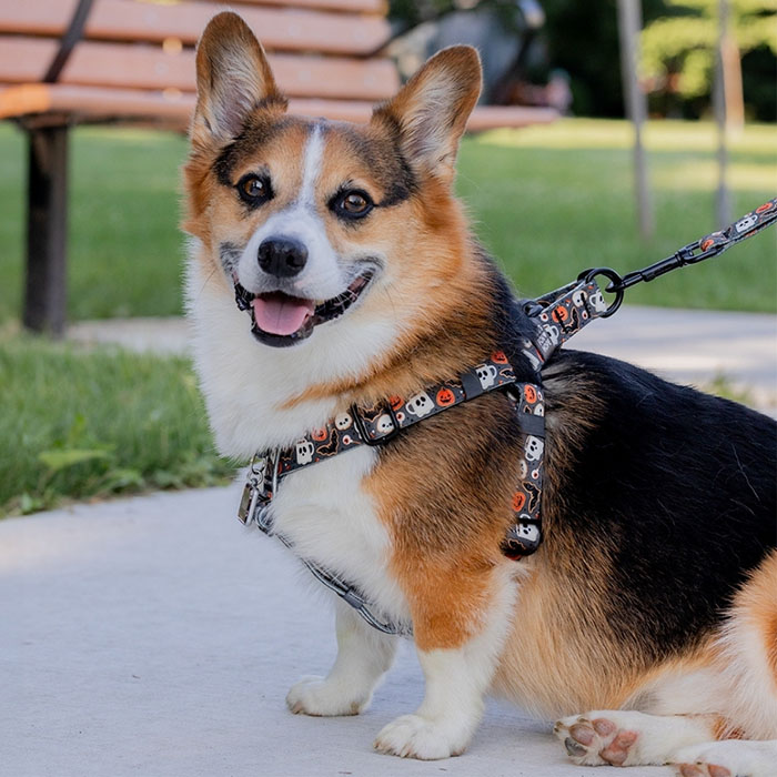 Silly Goose - Easy-On™ Harness