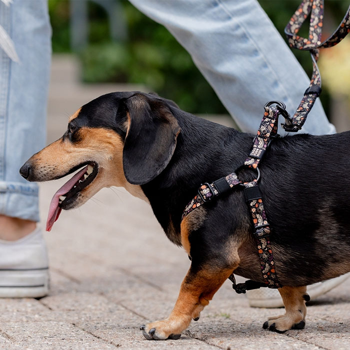 Silly Goose - Easy-On™ Harness