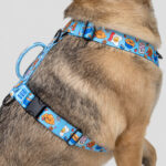 Dog modeling a motion harness